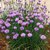 Allium schoenoprasum
