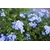 plumbago