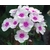 phlox