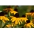 rudbeckia