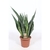 sansevieria langue de belle mere la jardinerie de pessicart nice livraison plante interieur 2