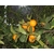 citrus volkameriana citron rouge volkamer la jardinerie de pessicart 3