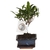 ficus retusa bonsai la jardinerie de pessicart pot bonsai rectangle souscoupe