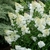 hortensia-paniculata-grandiflora.blanc la jardinerie de Pessicart NICEjpg