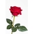 roses saint valentin la jardinerie de pessicart nice livraison