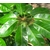 schefflera actinophylla la jardienerie de pessicart Nice Livraison de plantes a domicile