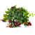 aeschynanthus lipstick plant - La jardinerie de pessicart nice - Livraison a domicile nice 06 plantes vertes terres terreaux jardinage