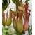 nepenthes - La jardinerie de pessicart nice - Livraison a domicile nice 06 plantes vertes terres terreaux jardinage