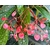 begonia corallina- La jardinerie de pessicart nice - Livraison a domicile nice 06 plantes vertes terres terreaux jardinage