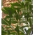 palmier queue de poisson caryota mitis- La jardinerie de pessicart nice - Livraison a domicile nice 06 plantes vertes terres terreaux jardinage arbres cactus