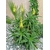 aloe striatulata- La jardinerie de pessicart nice - Livraison a domicile nice 06 plantes vertes terres terreaux jardinage arbres cactus