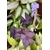 oxalis triangularis oxalis pourpre violet fleurs roses- La jardinerie de pessicart nice - Livraison a domicile nice 06 plantes vertes terres terreaux jardinage arbres cactus