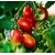 tomates graines 2 - La jardinerie de pessicart nice - Livraison a domicile nice 06 plantes vertes terres terreaux jardinage arbres cactus