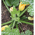 courgettes gourges graines  - La jardinerie de pessicart nice - Livraison a domicile nice 06 plantes vertes terres terreaux jardinage arbres cactus