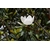 magnolia grandiflora 2- La jardinerie de pessicart nice - Livraison a domicile nice 06 plantes vertes terres terreaux jardinage arbres cactus