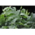 Phlebodium aureum blue star - La jardinerie de pessicart nice - Livraison a domicile nice 06 plantes vertes terres terreaux jardinage arbres cactus