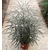 dizygotheca - La jardinerie de pessicart nice - Livraison a domicile nice 06 plantes vertes terres terreaux jardinage arbres cactus