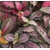 Fittonia 3 - La jardinerie de pessicart nice - Livraison a domicile nice 06 plantes vertes terres terreaux jardinage