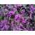 glycine australienne hardenbergia 2 - La jardinerie de pessicart nice - Livraison a domicile nice 06 plantes vertes terres terreaux jardinage arbres cactus plantes fleuries cadeaux