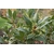 laurier sauce herbe aromatique 3 - Image par anandasandra de Pixabay -La jardinerie de pessicart nice - Livraison a domicile nice 06 plantes vertes terres terreaux jardinage arbres cactus