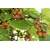 kiwi actinidia - La jardinerie de pessicart nice - Livraison a domicile nice 06 plantes vertes terres terreaux jardinage arbres cactus