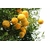 cadrat citrus medicus agrume - La jardinerie de pessicart nice - Livraison a domicile nice 06 plantes vertes terres terreaux jardinage arbres cactus