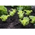 plants de salades plantons potager - La jardinerie de pessicart nice - Livraison a domicile nice 06 plantes vertes terres terreaux jardinage arbres cactus