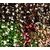 begonia godets - La jardinerie de pessicart nice - Livraison a domicile nice 06 plantes vertes terres terreaux jardinage