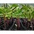 plants de tomates plantons potager - La jardinerie de pessicart nice - Livraison a domicile nice 06 plantes vertes terres terreaux jardinage arbres cactus