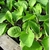aubergine plantons plants potager - La jardinerie de pessicart nice - Livraison a domicile nice 06 plantes vertes terres terreaux jardinage arbres cactus