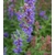 hysope herbe sacrée hyssopus officinalis - Image par Hans Braxmeier de Pixabay - La jardinerie de pessicart nice - Livraison a domicile nice 06 plantes vertes terres terreaux jardinage arbres cactus