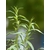 estragon Artemisia dracunculus herbe aromatique plante aromatique  - La jardinerie de pessicart nice - Livraison a domicile nice 06 plantes vertes terres terreaux jardinage arbres cactus