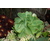 aeonium vert - La jardinerie de pessicart nice - Livraison a domicile nice 06 plantes vertes terres terreaux jardinage arbres cactus