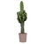 euphorbia euphorbe - La jardinerie de pessicart nice - Livraison a domicile nice 06 plantes vertes terres terreaux jardinage arbres cactus