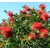 callistemon rince bouteille (Image par Marisa04 de Pixabay) - La jardinerie de pessicart nice - Livraison a domicile nice 06 plantes vertes terres terreaux jardinage arbres cactus