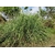 citronelle - Cyngopogon - Image par Bishnu Sarangi de Pixabay - La jardinerie de pessicart nice - Livraison a domicile nice 06 plantes vertes terres terreaux jardinage arbres cactus