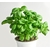 Basilic - Image par monicore de Pixabay   - La jardinerie de pessicart nice - Livraison a domicile nice 06 plantes vertes terres terreaux jardinage arbres cactus