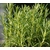 Romarin - Image par samsevents de Pixabay  - La jardinerie de pessicart nice - Livraison a domicile nice 06 plantes vertes terres terreaux jardinage arbres cactus