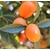 Kumquat - Image par Juan Carlos Torrico de Pixabay - La jardinerie de pessicart nice - Livraison a domicile nice 06 plantes vertes terres terreaux jardinage arbres cactus