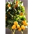 Calamondin agrunes - Image par Andy M. de Pixabay  - La jardinerie de pessicart nice - Livraison a domicile nice 06 plantes vertes terres terreaux jardinage arbres cactus