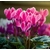 Cyclamens - Image par Big_Heart de Pixabay - La jardinerie de pessicart nice - Livraison a domicile nice 06 plantes vertes terres terreaux jardinage arbres cactus