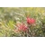 grevillea grevillier - Image par Shaun F de Pixabay - La jardinerie de pessicart nice - Livraison a domicile nice 06 plantes vertes terres terreaux jardinage arbres cactus