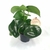 peperomia polybotrya raindrop 2 - La jardinerie de pessicart nice - Livraison a domicile nice 06 plantes vertes terres terreaux jardinage