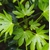 Fatsia japonica - Photo credit tamakisono on VisualHunt - La jardinerie de pessicart nice - Livraison a domicile nice 06 plantes vertes terres terreaux jardinage plantes potageres potager