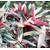 calathea triostar - Photo credit Javierahr on Visualhunt - La jardinerie de pessicart nice - Livraison a domicile nice 06 plantes vertes terres terreaux jardinage arbres cactus