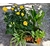 Grosse barque muguet - La jardinerie de pessicart - nice Livraison plantes idées cadeau (5)