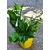 Pot couleur muguet - La jardinerie de pessicart - nice Livraison plantes idées cadeau (11)