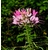 cleome fleur araignee - La jardinerie de pessicart nice - Livraison a domicile nice 06 plantes vertes terres terreaux jardinage arbres cactus