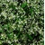 euphorbe diamond frost - Photo credit Royal Botanic Garden Sydney on VisualHunt.com - La jardinerie de pessicart nice - Livraison a domicile nice 06 plantes vertes terres terreaux jardinage arbres cactus