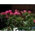 Oeillet - Photo credit pete hwcp on Visualhunt - La jardinerie de pessicart nice - Livraison a domicile nice 06 plantes vertes terres terreaux jardinage arbres cactus